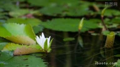 时间流逝的特写镜头，睡莲在池塘里盛开，美丽的<strong>自然</strong>时刻